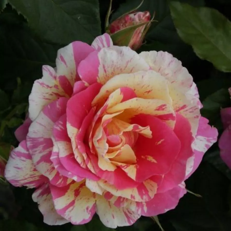 Vörös - sárga - Rózsa - Claude Monet™ - Kertészeti webáruház