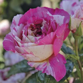 Rosa Claude Monet™ - roșu / galben - trandafiri pomisor - Trandafir copac cu trunchi înalt – cu flori teahibrid