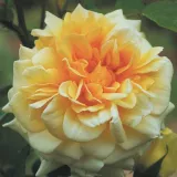 Nostalgična ruža - žuta boja - intenzivan miris ruže - Rosa Claudia Cardinale™ - Narudžba ruža