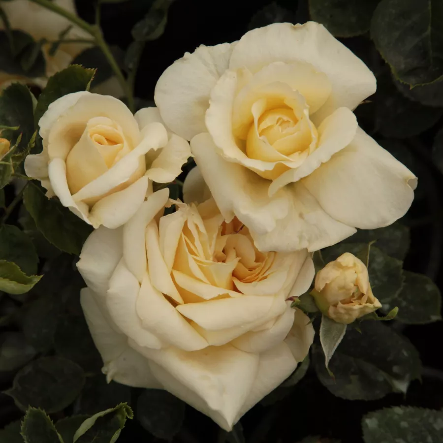 żółty - Róża - Claudia Cardinale™ - Szkółka Róż Rozaria