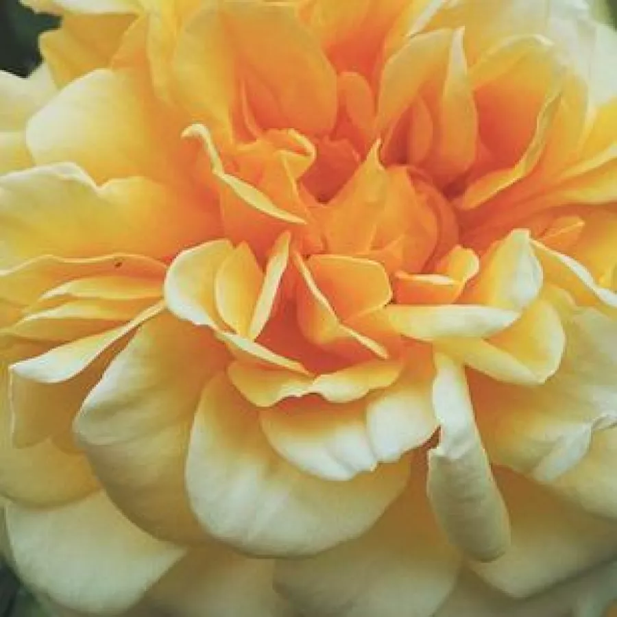 Romantica, Shrub - Rosa - Claudia Cardinale™ - Produzione e vendita on line di rose da giardino