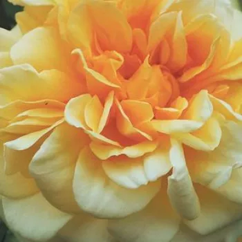 Ružová - školka - eshop  - nostalgická ruža - žltá - intenzívna vôňa ruží - broskyňová aróma - Claudia Cardinale™ - (150-250 cm)