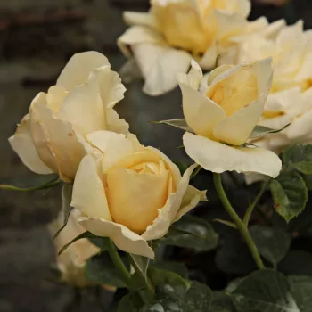 Rosa Claudia Cardinale™ - amarillo - Árbol de Rosas Inglesa - rosal de pie alto- forma de corona de tallo recto