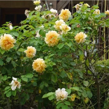 Żółty  - róża pienna - Róże pienne - z kwiatami róży angielskiej