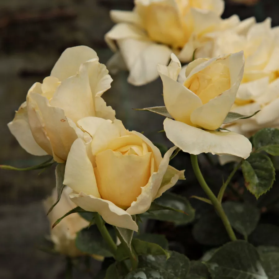 Rozetă - Trandafiri - Claudia Cardinale™ - comanda trandafiri online
