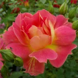 Sárga - vörös - törpe - mini rózsa - Online rózsa vásárlás - Rosa Cleopátra™ - diszkrét illatú rózsa - tea aromájú