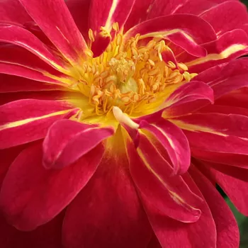 Online rózsa vásárlás - sárga - vörös - törpe - mini rózsa - Cleopátra™ - diszkrét illatú rózsa - tea aromájú - (30-40 cm)