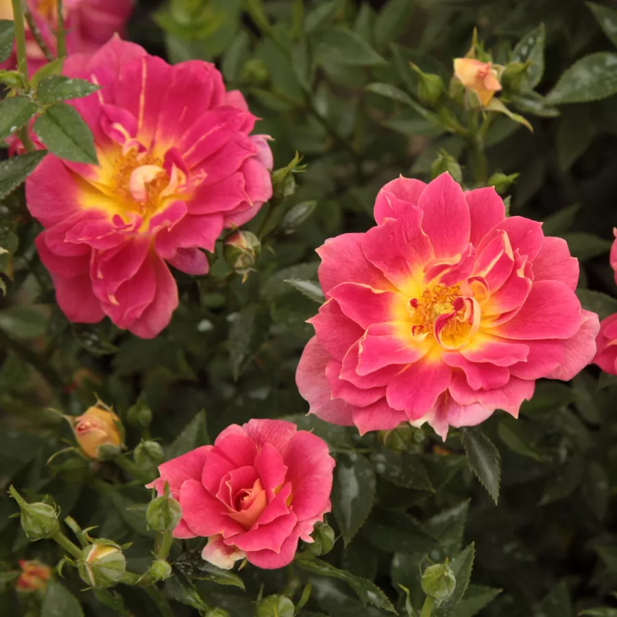 Giallo - rosso - Rosa - Cleopátra™ - Produzione e vendita on line di rose da giardino