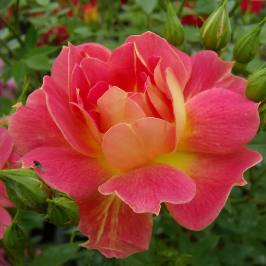 Sárga - vörös - Rózsa - Cleopátra™ - Kertészeti webáruház