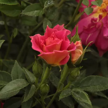 Rosa Cleopátra™ - amarillo rojo - árbol de rosas miniatura - rosal de pie alto