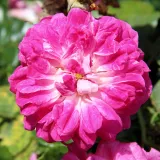 Rózsaszín - rambler, kúszó rózsa - Online rózsa vásárlás - Rosa Alexandre Girault - intenzív illatú rózsa - fűszer aromájú