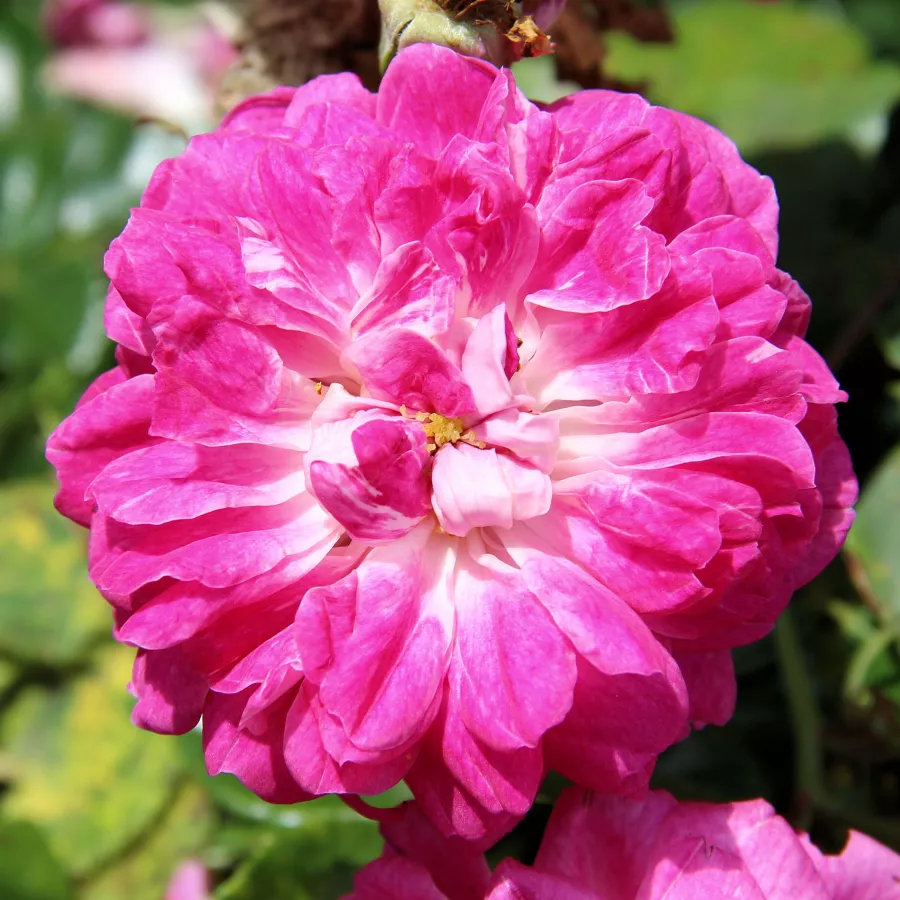 Rambler,popínavá ruža - Ruža - Alexandre Girault - Ruže - online - koupit