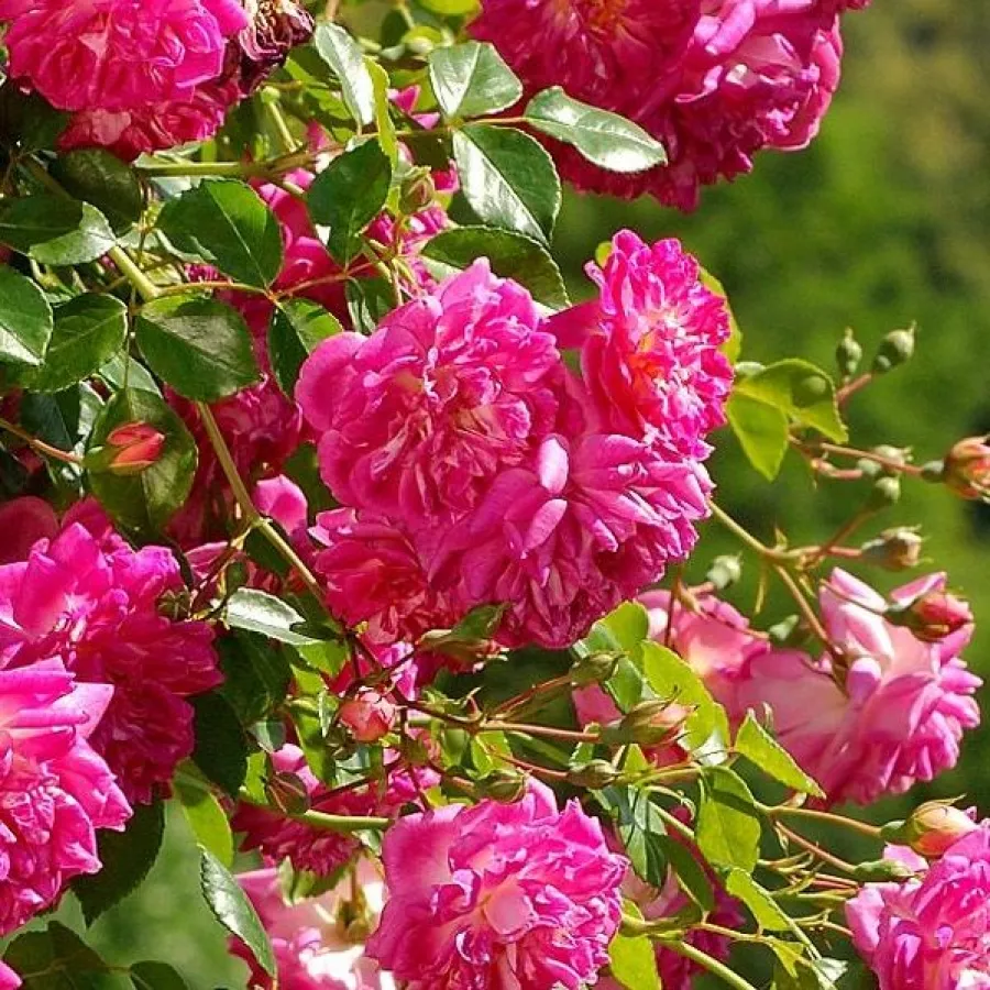 Rosa - Rosa - Alexandre Girault - Produzione e vendita on line di rose da giardino