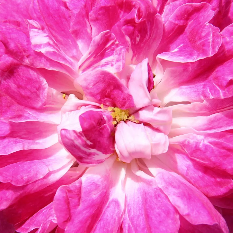 Rambler, Hybrid Wichurana - Ruža - Alexandre Girault - Narudžba ruža