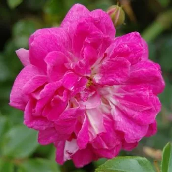 Rosa Alexandre Girault - rosa - Rose Arbustive - Cespuglio - Rosa ad alberello0