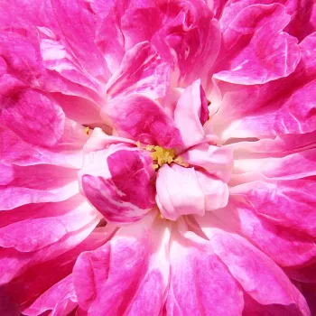 Rosa Alexandre Girault - rosa de fragancia intensa - Árbol de Rosas Floribunda - rosal de pie alto - rosa - Barbier Frères & Compagnie- froma de corona llorona - Rosal de árbol con multitud de flores que se abren en grupos no muy densos.
