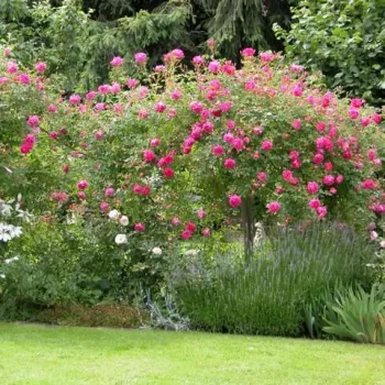 Roz carmin, cu centrul alb - trandafiri pomisor - Trandafir copac cu trunchi înalt – cu flori în buchet