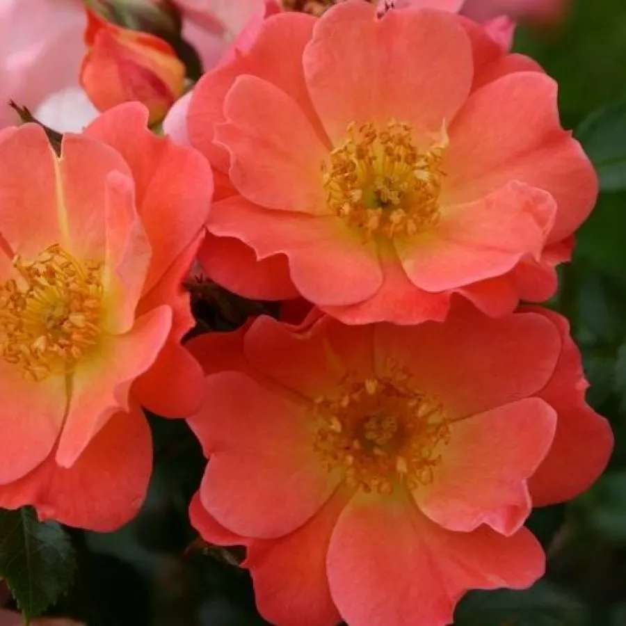 Rózsaszín - Rózsa - Coco ® - Online rózsa rendelés