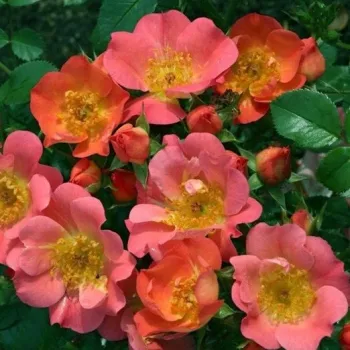 Rosa Coco ® - ružová - stromčekové ruže - Stromková ruža s drobnými kvetmi