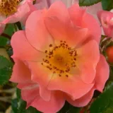 Rózsaszín - diszkrét illatú rózsa - kajszibarack aromájú - Online rózsa vásárlás - Rosa Coco ® - törpe - mini rózsa