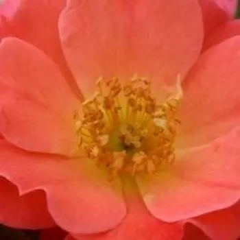 Online rózsa vásárlás - rózsaszín - diszkrét illatú rózsa - kajszibarack aromájú - Coco ® - törpe - mini rózsa - (30-60 cm)