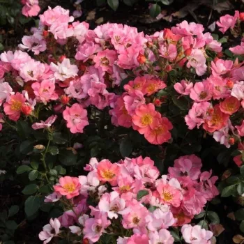 Narancssárga - rózsaszín árnyalat - törpe - mini rózsa - diszkrét illatú rózsa - kajszibarack aromájú