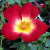 Vörös - sárga - parkrózsa - Online rózsa vásárlás - Rosa Coctail® - közepesen illatos rózsa - ibolya aromájú