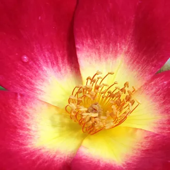Online rózsa kertészet - vörös - sárga - parkrózsa - Coctail® - közepesen illatos rózsa - ibolya aromájú - (280-320 cm)