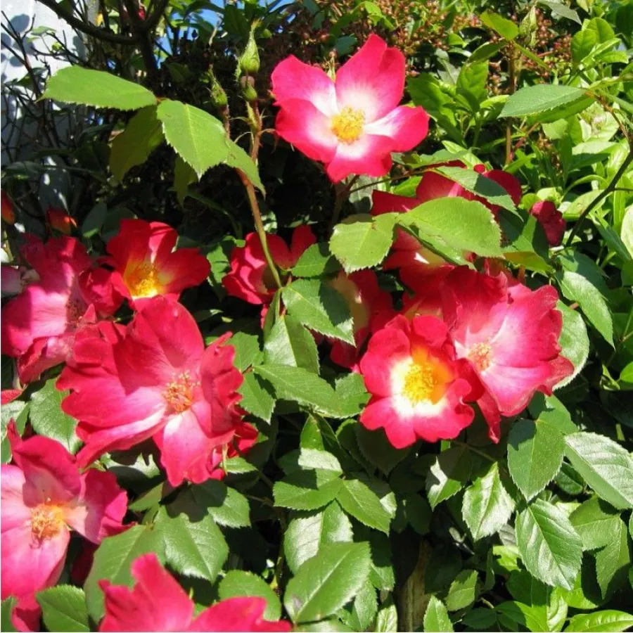 Roșu / galben - Trandafiri - Coctail® - Trandafiri online