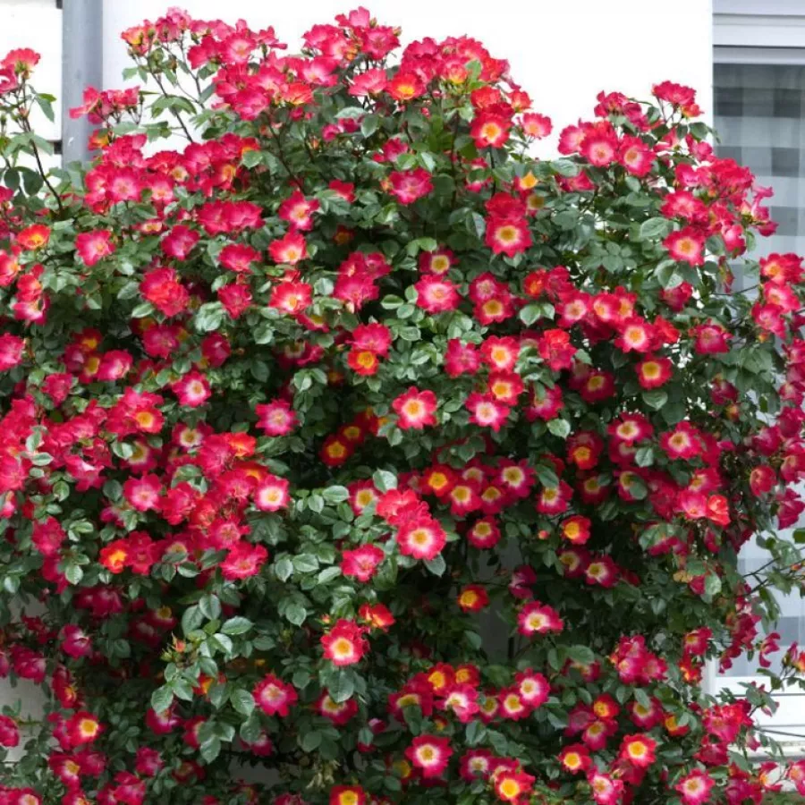 MEImick - Rosa - Coctail® - Produzione e vendita on line di rose da giardino