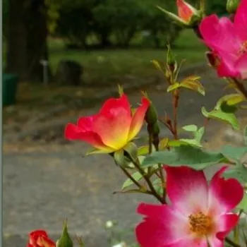 Rosa Coctail® - roșu / galben - trandafiri pomisor - Trandafir copac cu trunchi înalt – cu flori mărunți