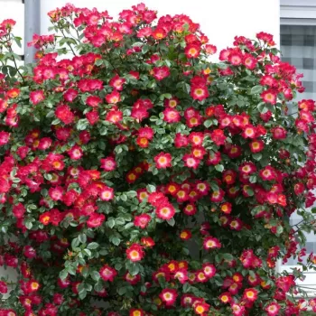 Élénk vörös - sárga szirombelső - parkrózsa - közepesen illatos rózsa - ibolya aromájú