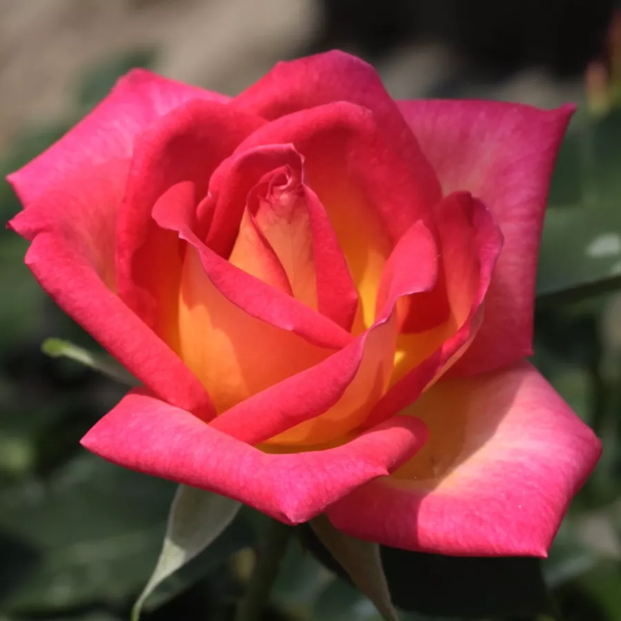 Vörös - sárga - Rózsa - Colorama® - Online rózsa rendelés