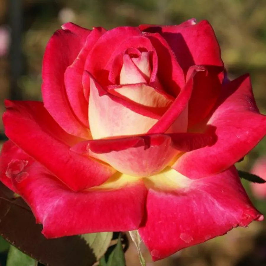 Rojo amarillo - Rosa - Colorama® - rosal de pie alto