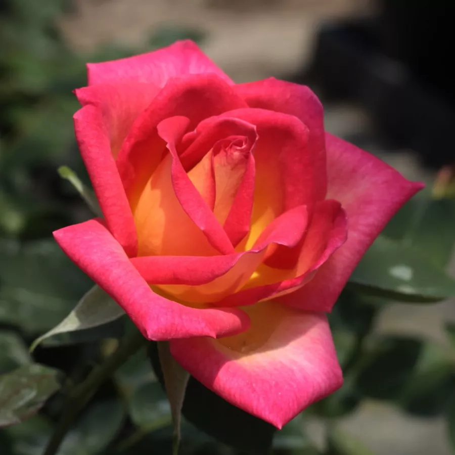 Fleurs hybrid de thé - rosier à haute tige - Rosier - Colorama® - 