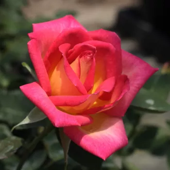 Rosa Colorama® - roșu / galben - trandafiri pomisor - Trandafir copac cu trunchi înalt – cu flori teahibrid
