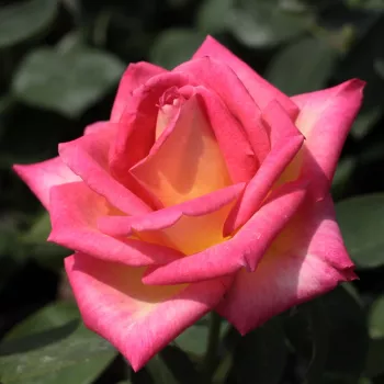 Világospiros - sárga sziromfonák - magastörzsű rózsa - teahibrid virágú