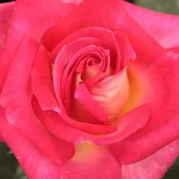 Rosa Colorama® - rosa de fragancia discreta - Árbol de Rosas Híbrido de Té - rosal de pie alto - rojo - amarillo - Marie-Louise (Louisette) Meilland- forma de corona de tallo recto - Rosal de árbol con forma de flor típico de las rosas de corte clásico.