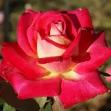 Trandafiri hibrizi Tea - trandafir cu parfum discret - comanda trandafiri online - Rosa Colorama® - roșu / galben
