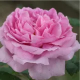 Rózsaszín - történelmi - portland rózsa - Online rózsa vásárlás - Rosa Comte de Chambord - intenzív illatú rózsa - citrom aromájú