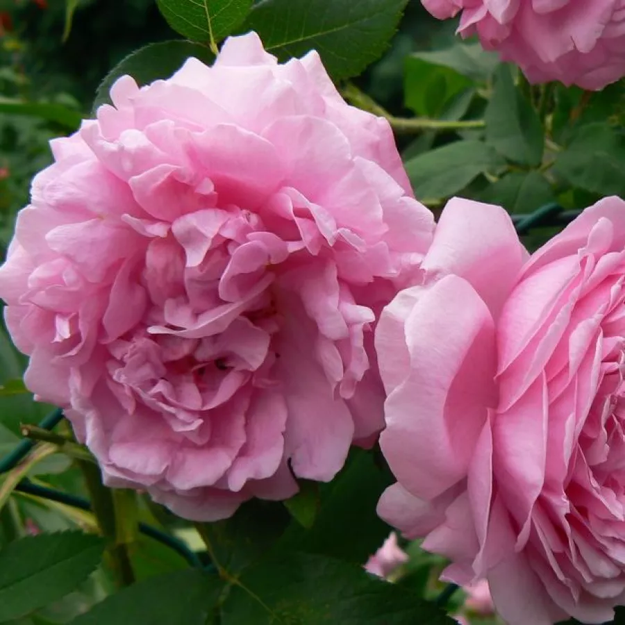Różowy - Róża - Comte de Chambord - Szkółka Róż Rozaria