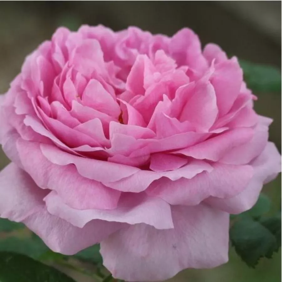 Ružičasta - Ruža - Comte de Chambord - 