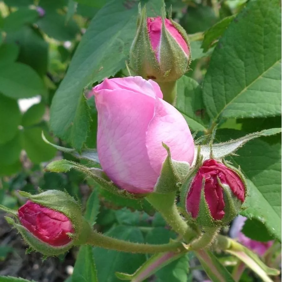 árbol de rosas de flores en grupo - rosal de pie alto - Rosa - Comte de Chambord - rosal de pie alto