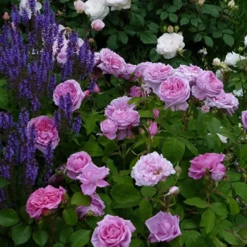 Rózsaszín - magastörzsű rózsa - csokros virágú