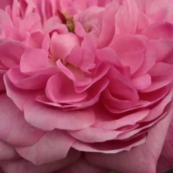 Rosa Comte de Chambord - rosa de fragancia intensa - Árbol de Rosas Floribunda - rosal de pie alto - rosa - Robert and Moreau- forma de corona tupida - Rosal de árbol con multitud de flores que se abren en grupos no muy densos.