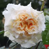 Sárga - Rosa Telesto - teahibrid rózsa - online rózsa vásárlás - intenzív illatú rózsa - kajszibarack aromájú