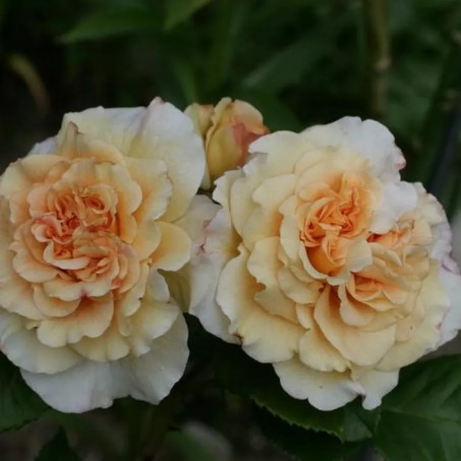 Hybrydowa róża herbaciana - Róża - Telesto - sadzonki róż sklep internetowy - online