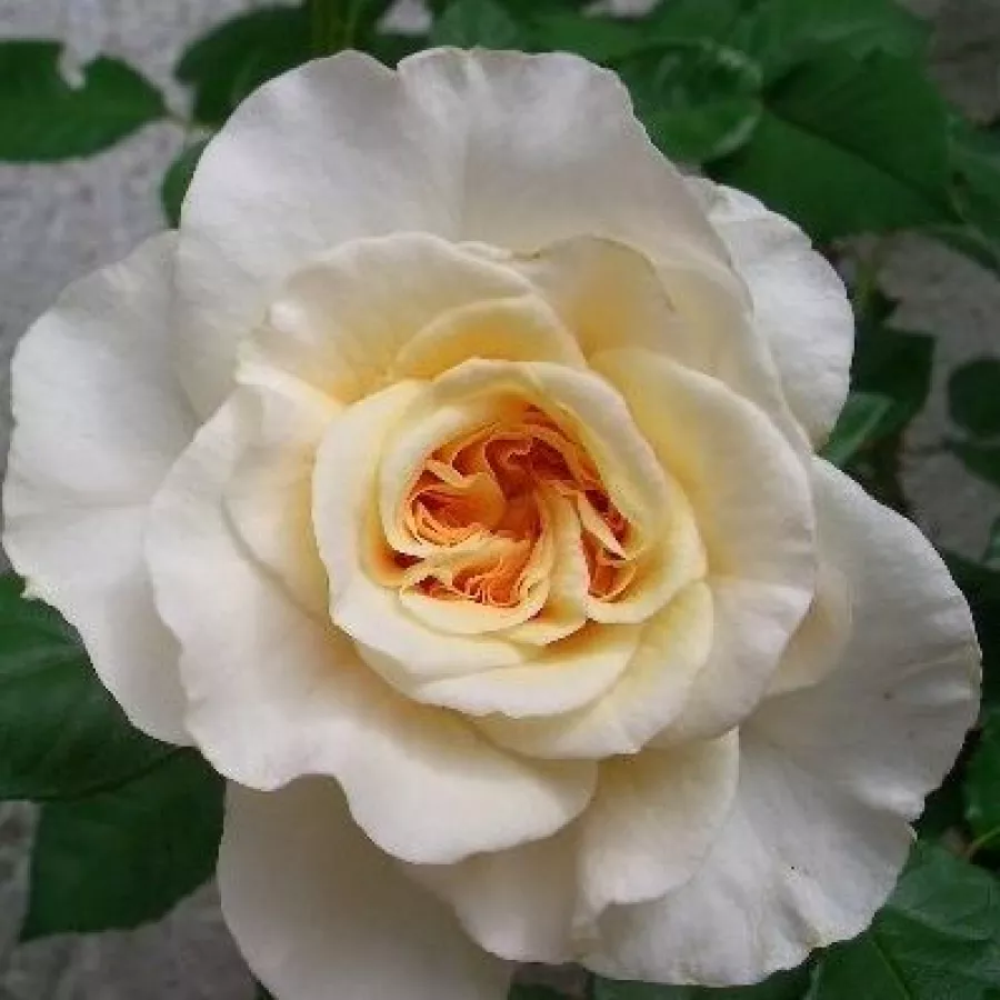 Filiżankowy - Róża - Telesto - sadzonki róż sklep internetowy - online
