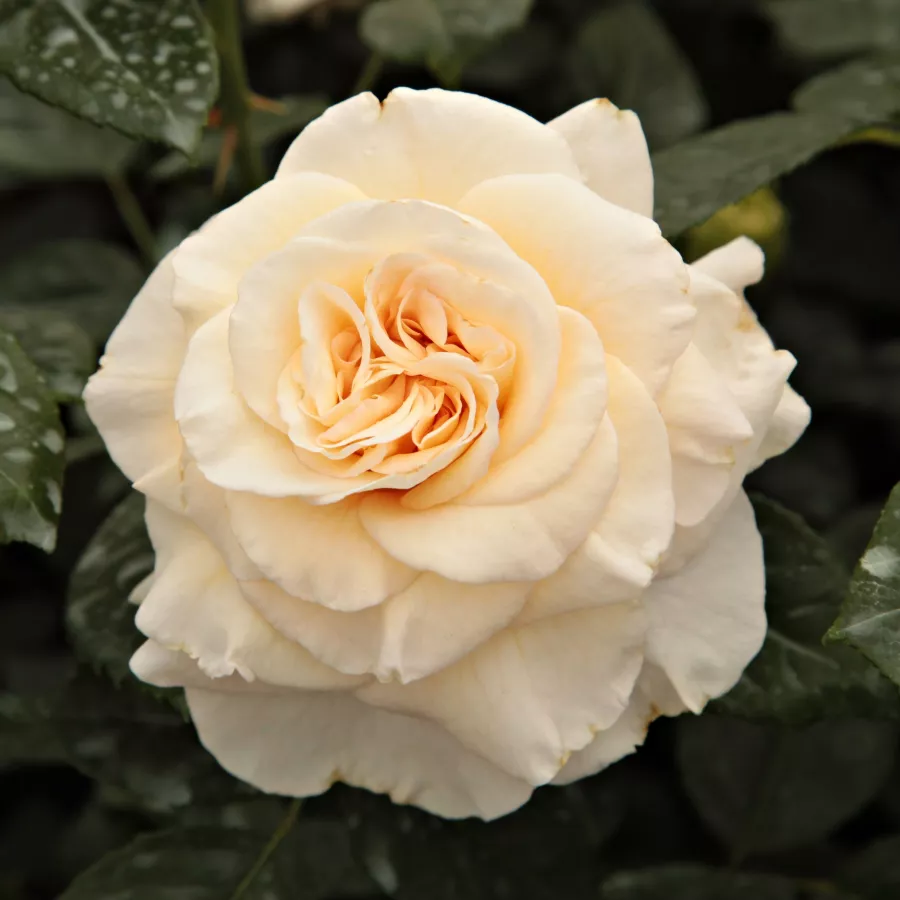 Csésze - Rózsa - Telesto - online rózsa vásárlás