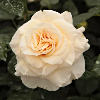 Питомник РозPoзa Комтесса® - Чайно-гибридные розы - желтая - роза с интенсивным запахом - - - Похожие на старомодные розы, кремово-желтые цветы почти полностью покрывают розовый куст.